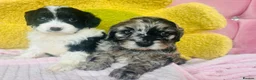 Boxer dogs for sale: Healthy & Playful Boxer Puppies Available Now - Advert 10