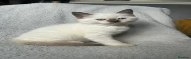 British Shorthair grey ears BOY