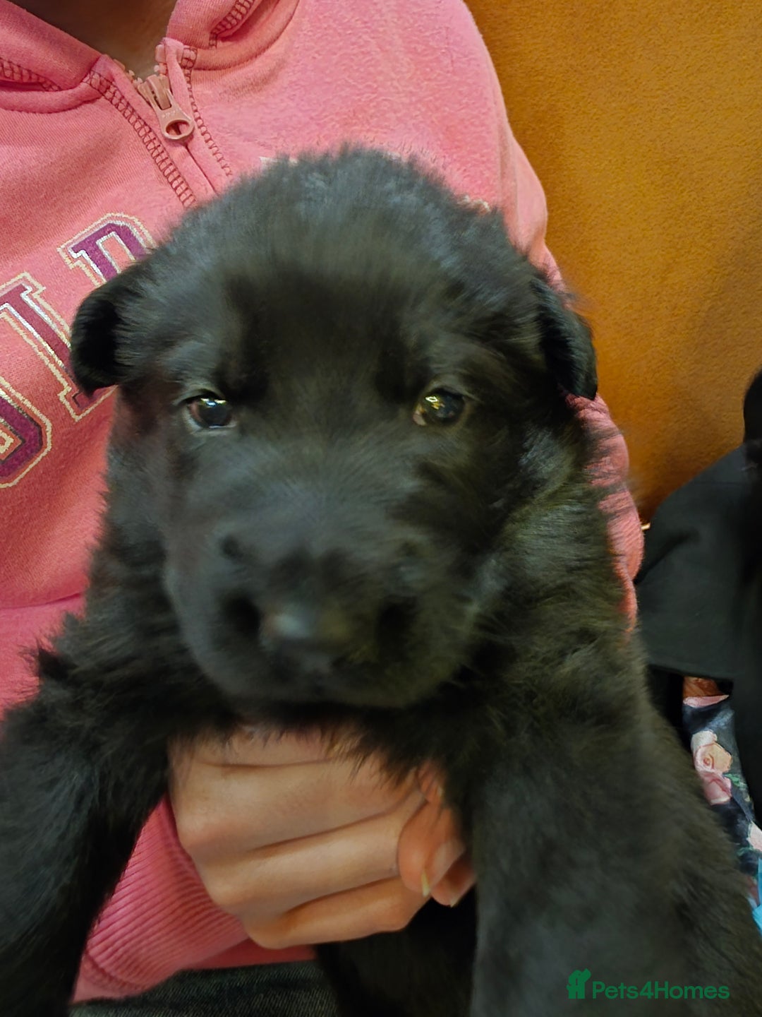 German Shepherd dogs for sale: Rare All-Black GSD Girls - Parents Owned & Present - Advert 16