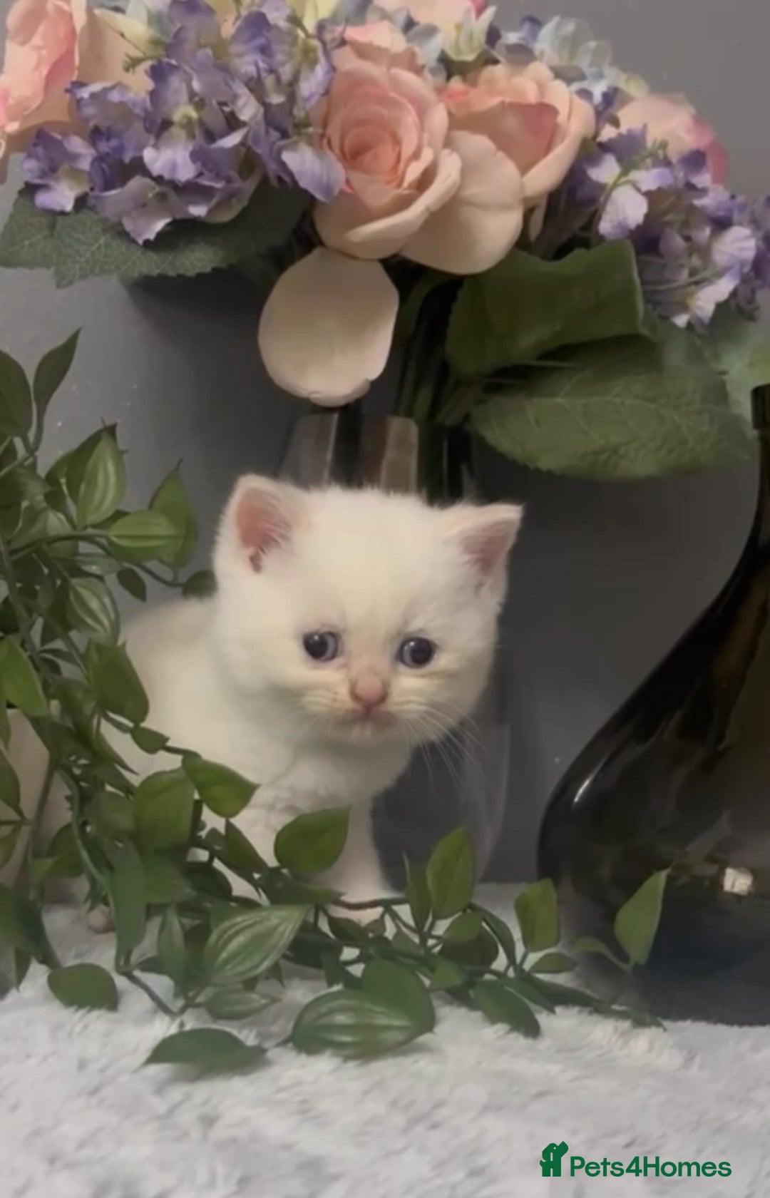 British Shorthair cats for sale: British short hair kittens  - Image 5
