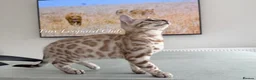 Bengal cats for sale: Stunning Snow Bengals - TICA Full Pedigree  - Advert 14
