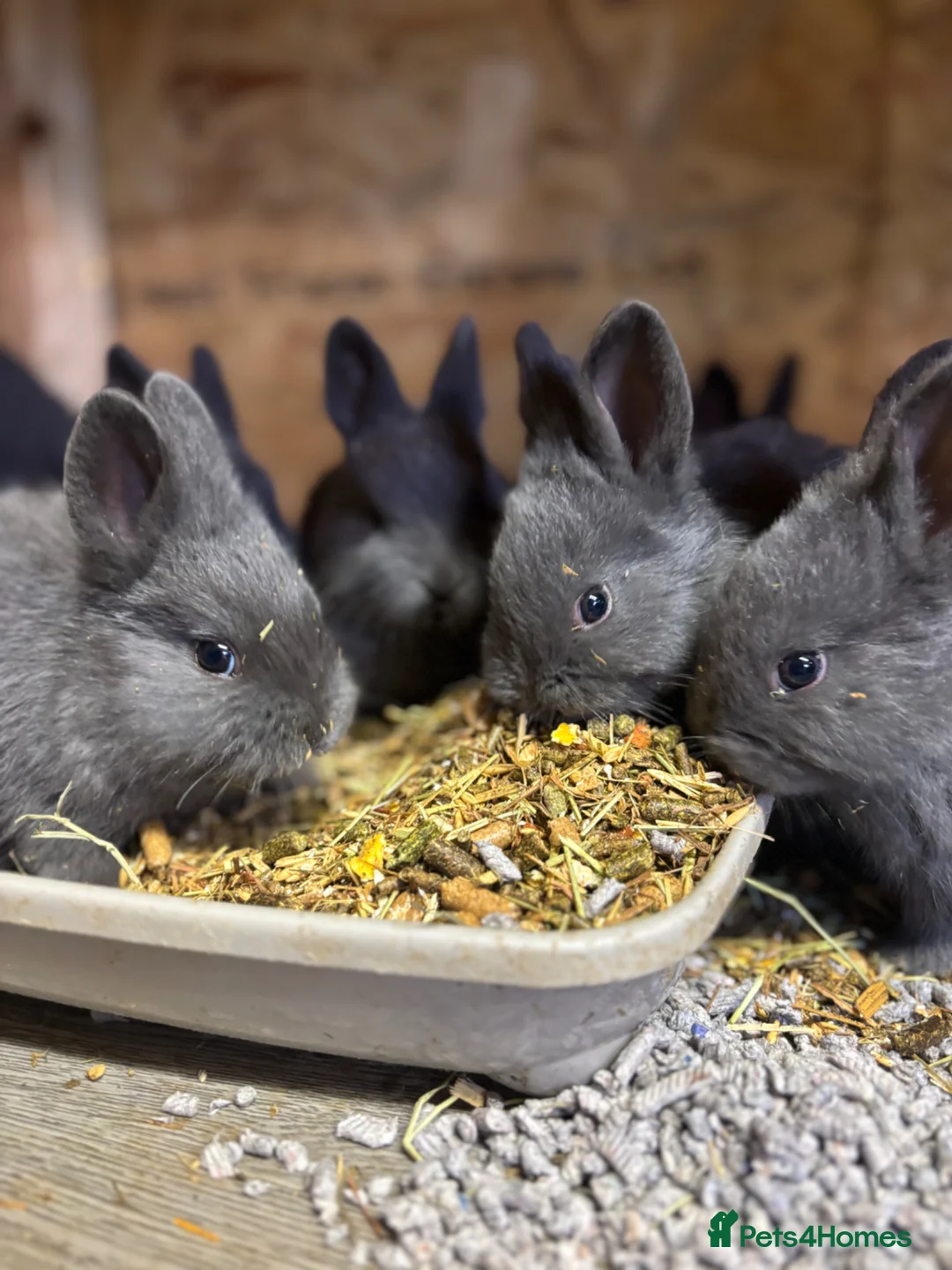 Mini Lop rabbits for sale: Pick up 4/4/26Purebred Violet-blue velvet Holicier - Advert 1