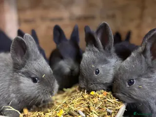 Mini Lop rabbits Purebred Violet-blue velvet Holicier - Advert 6