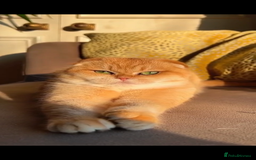 Scottish Fold cats for sale: Scottish fold golden kittens NY11 NY12 - Image 2
