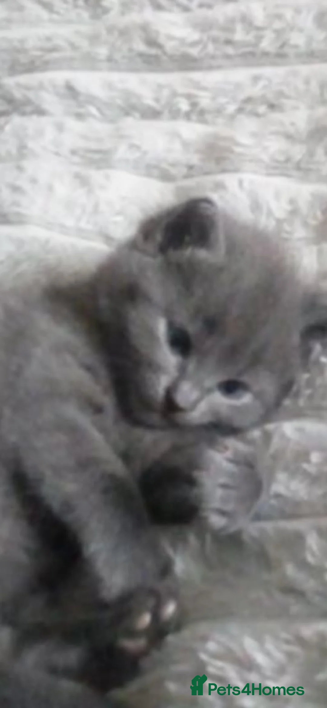 British Shorthair cats for sale: Female British shorthair kitten in Cardiff - Advert 2