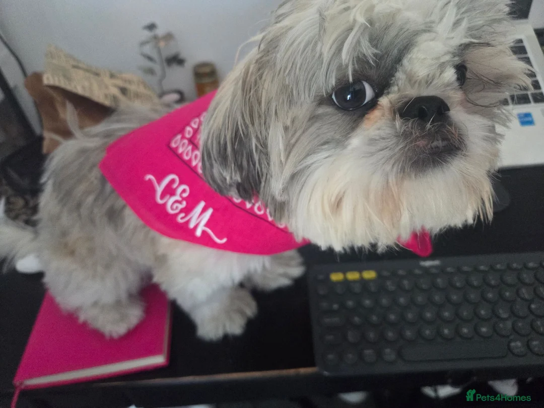 Shih Tzu dogs for stud: Stunning, Compact Boy – Proven Family Temperament  - Advert 2