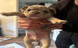 Mixed Breed dogs for sale: French bulldog/pocket bully  - Image 8