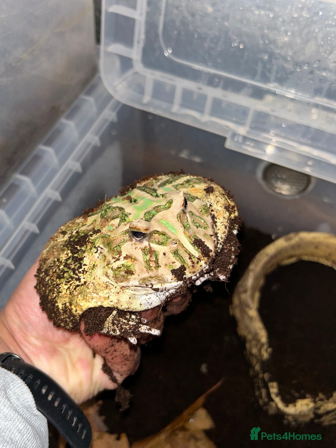 Frog reptiles for sale: Ornate Pac-Man Frog  - Advert 3