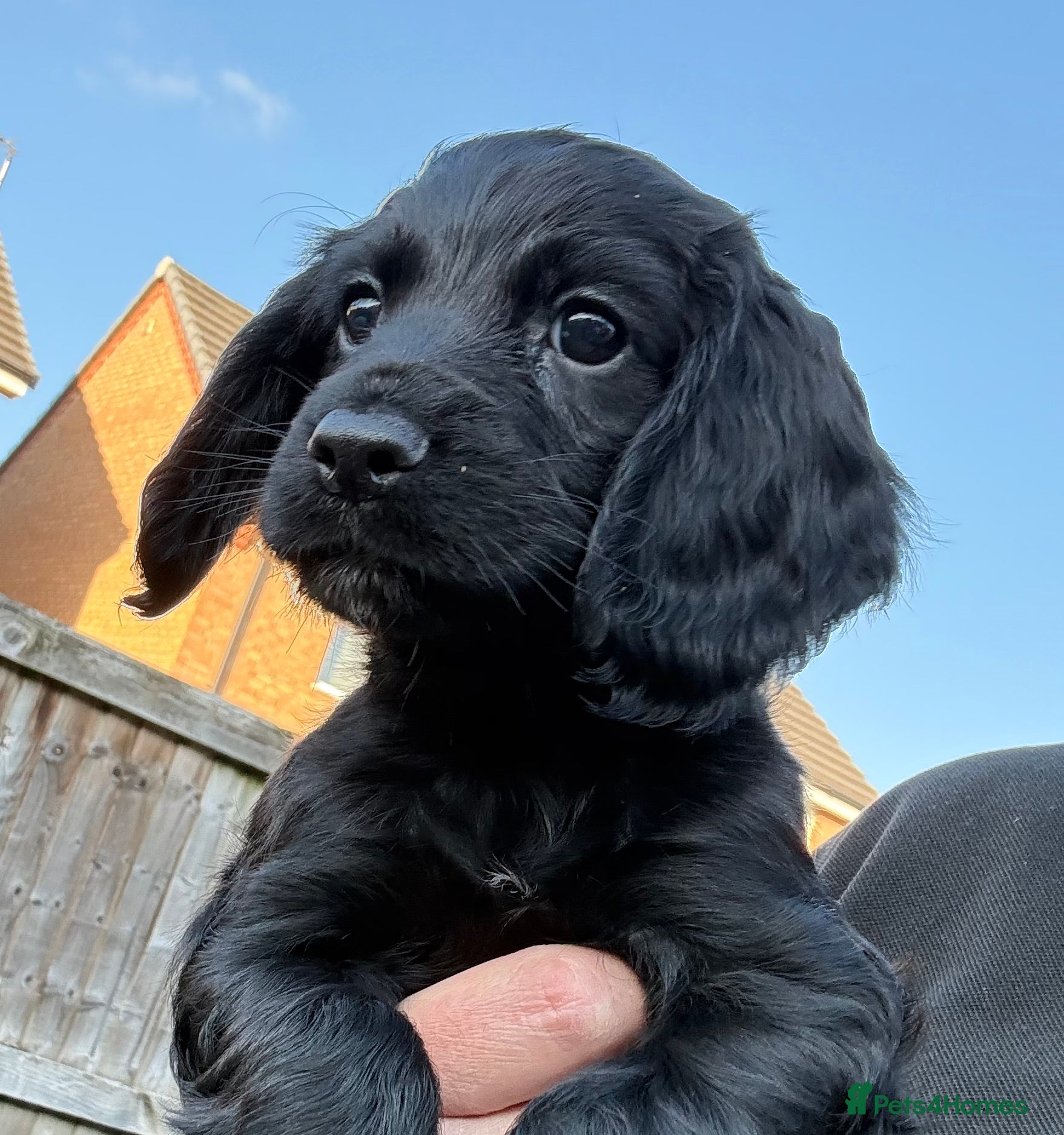 Cocker Spaniel dogs Stunning KC reg’d Cocker Spaniel Puppies  - Advert 2
