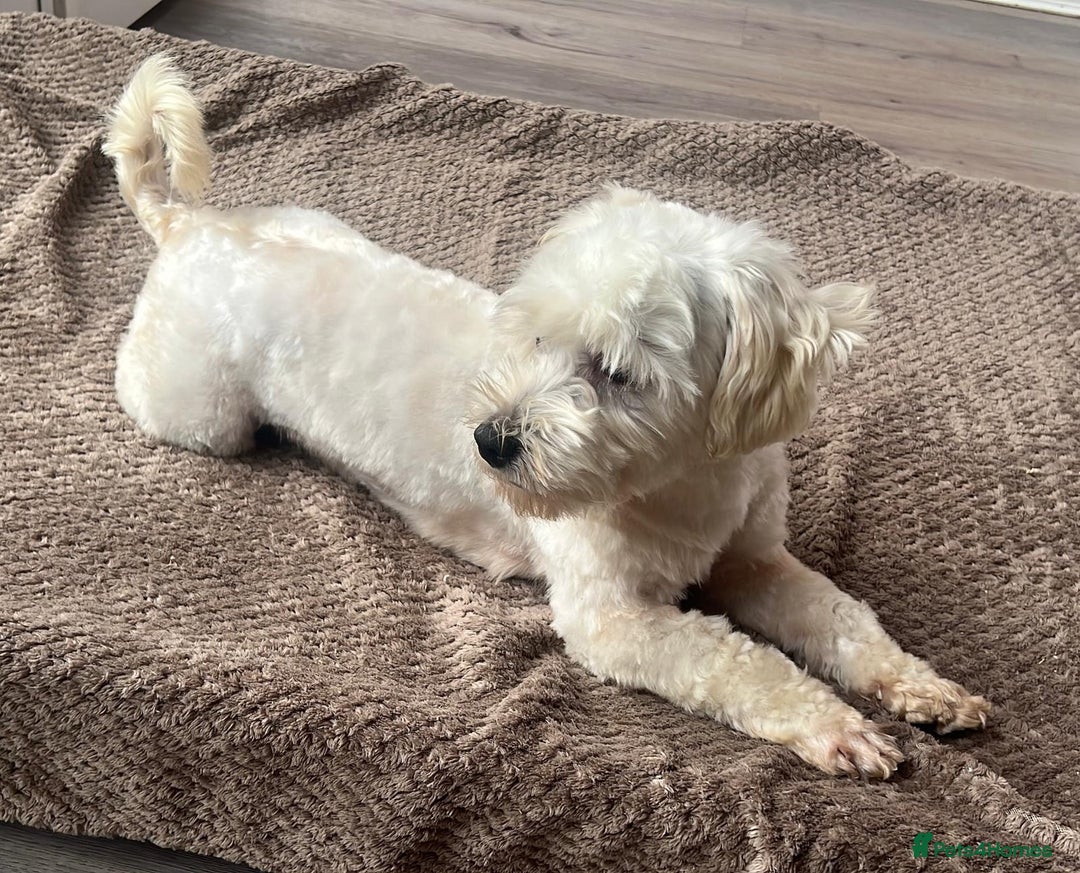 Maltipoo dogs for sale: 3yr old Maltipoo male. Loving, friendly nature.  - Image 10