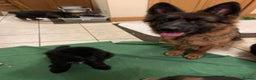 German Shepherd dogs for sale: For sale German Shepherd puppies - Advert 9