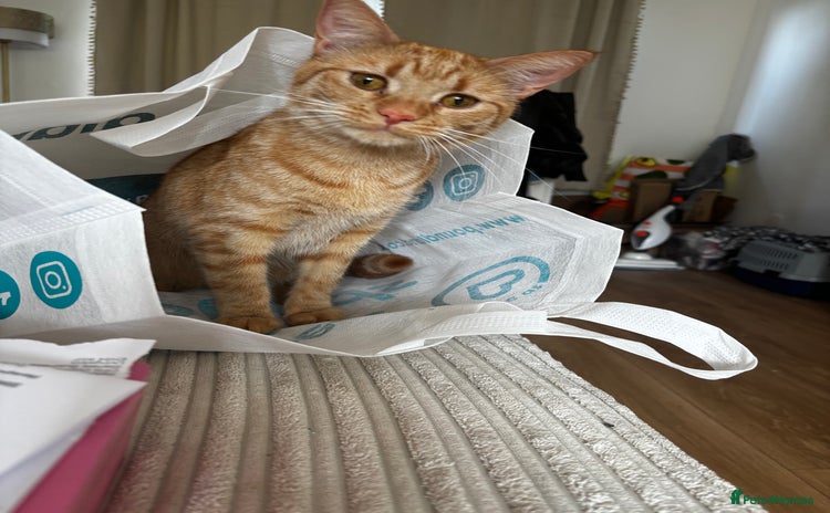American Shorthair cats - Advert 1