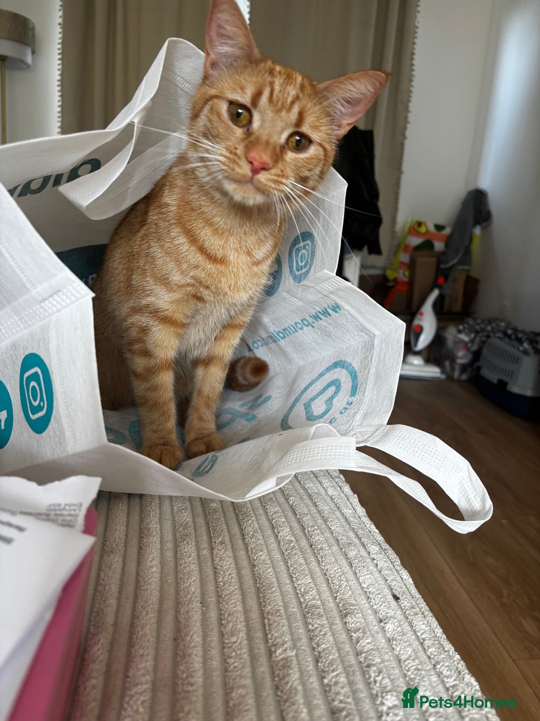 American Shorthair cats for sale: Cyra: Orange female American shorthair - Image 1