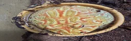 Frog reptiles for sale: Pacman Frog - Less than a year old male with setup - Advert 4