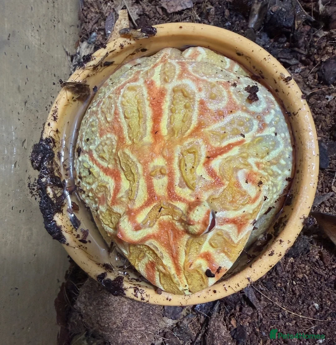 Frog reptiles for sale: Pacman Frog - Less than a year old male with setup - Advert 4