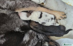 Pug dogs for sale: 3 pug puppies  - Image 3