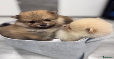 Pomeranian dogs - Advert 6