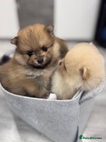 Pomeranian dogs - Advert 6