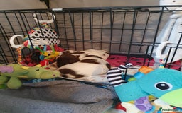 English Springer Spaniel dogs for sale:   English Springer Spaniel puppies  - Image 3