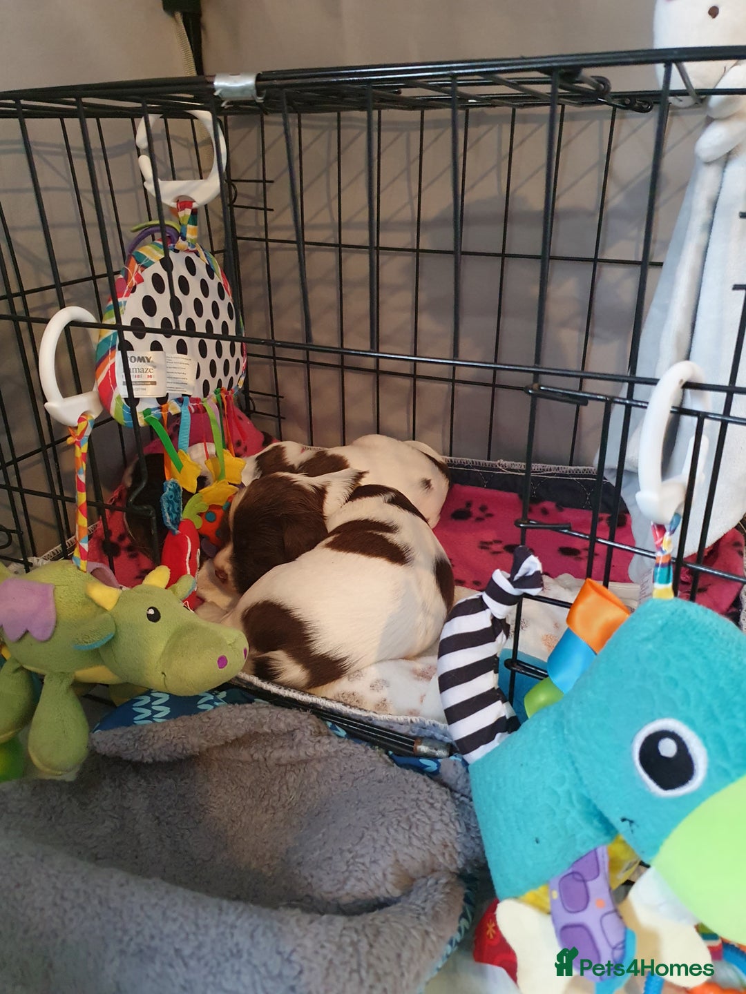 English Springer Spaniel dogs for sale:   English Springer Spaniel puppies  - Image 3