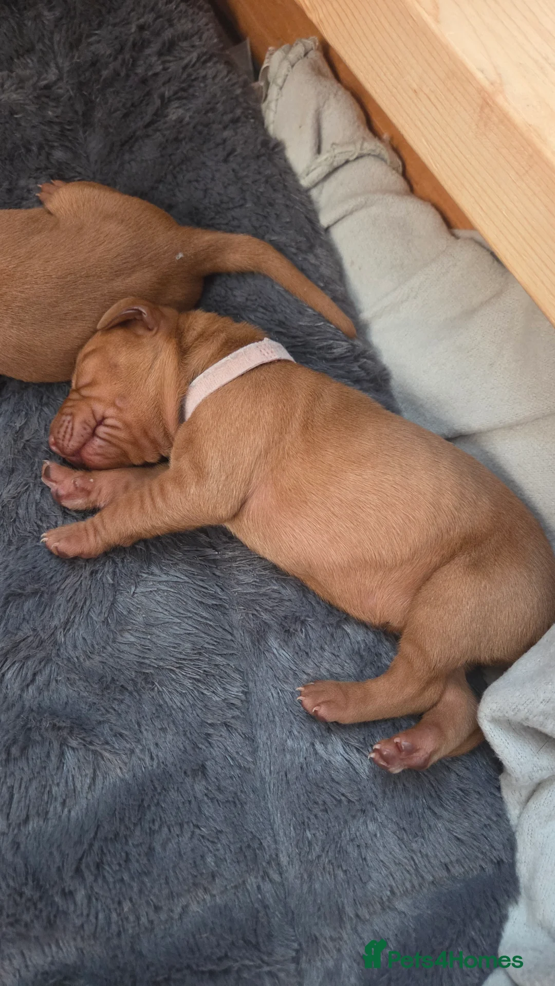 Hungarian Vizsla dogs for sale: 🧡 Hungarian Vizslas. Exceptional pedigrees 🧡 - Advert 26