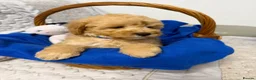 Cavapoo dogs for sale: Cavapoo F1b Puppies with Health Tested Parents - Advert 7