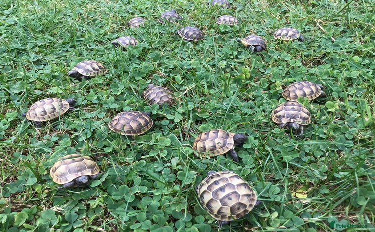 Tortoise reptiles - Advert 1