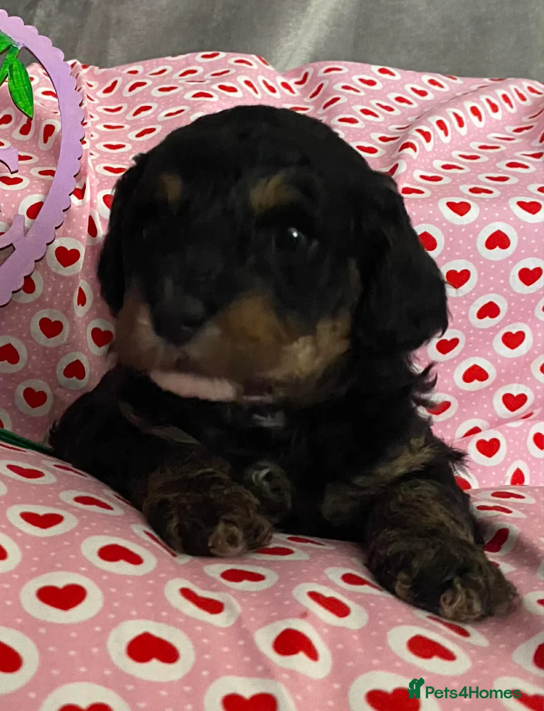 Cavapoochon dogs for sale: Beautiful Rare Phantom Toy Cavapoochon Puppies - Advert 3