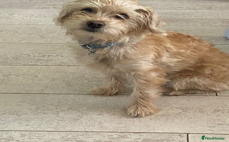 Yorkiepoo dogs - Advert 4