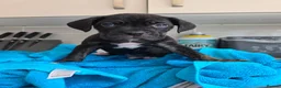 Mixed Breed dogs for sale: Cane corso cross American bulldog  - Advert 7