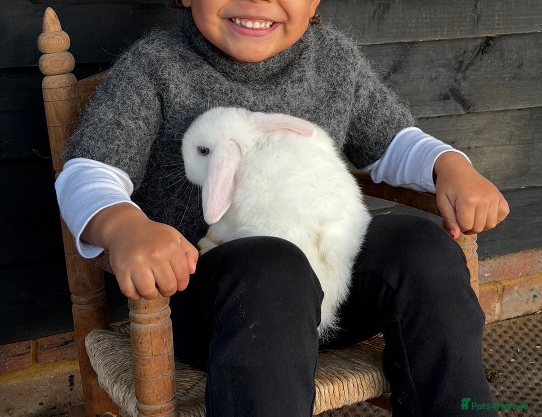 Mini Lop rabbits for sale: Pure mini lop  - Advert 4