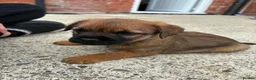 Border Terrier dogs for sale: Border terriers  in Bucknell - Advert 4