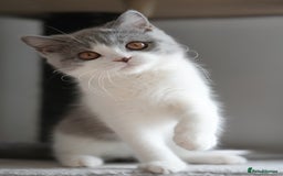 British Shorthair cats for sale: (Ready now) Registered and health checked BSH - Image 4