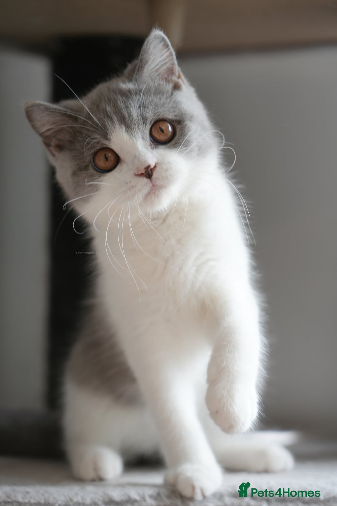 British Shorthair cats for sale: (Ready now) Registered and health checked BSH - Image 4