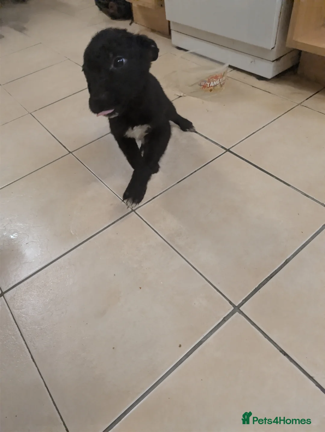 Mixed Breed dogs for sale: Cane corso x German shepherd pups  - Advert 25