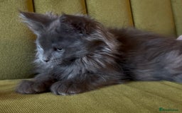 Maine Coon cats for sale: Maine Coon girls READY NOW Russian sired  - Image 12
