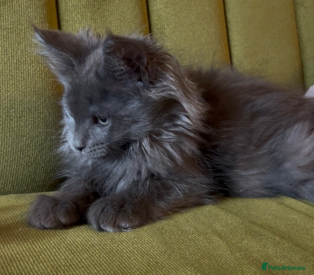 Maine Coon cats for sale: Maine Coon girls READY NOW Russian sired  - Image 12