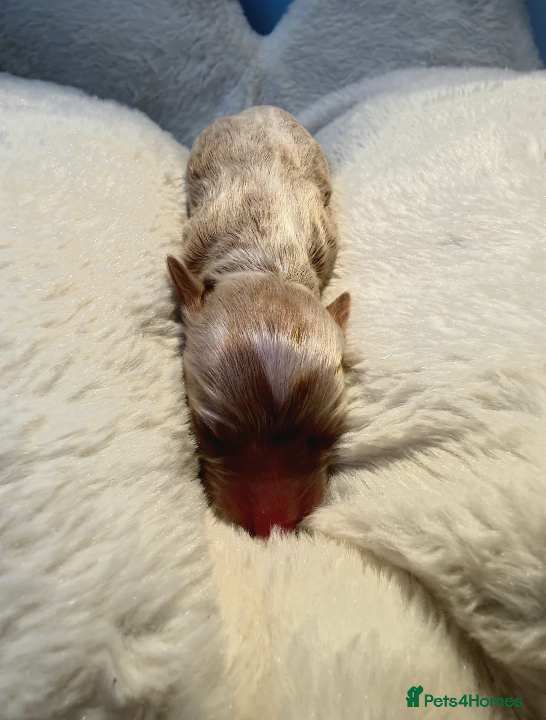 Labradoodle dogs for sale: 🧸Beautiful teddy bear F1 Labradoodles🧸  - Advert 13