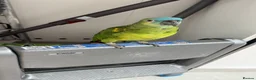 Parrots birds for sale: Blue fronted Amazon  in Bushey - Advert 2