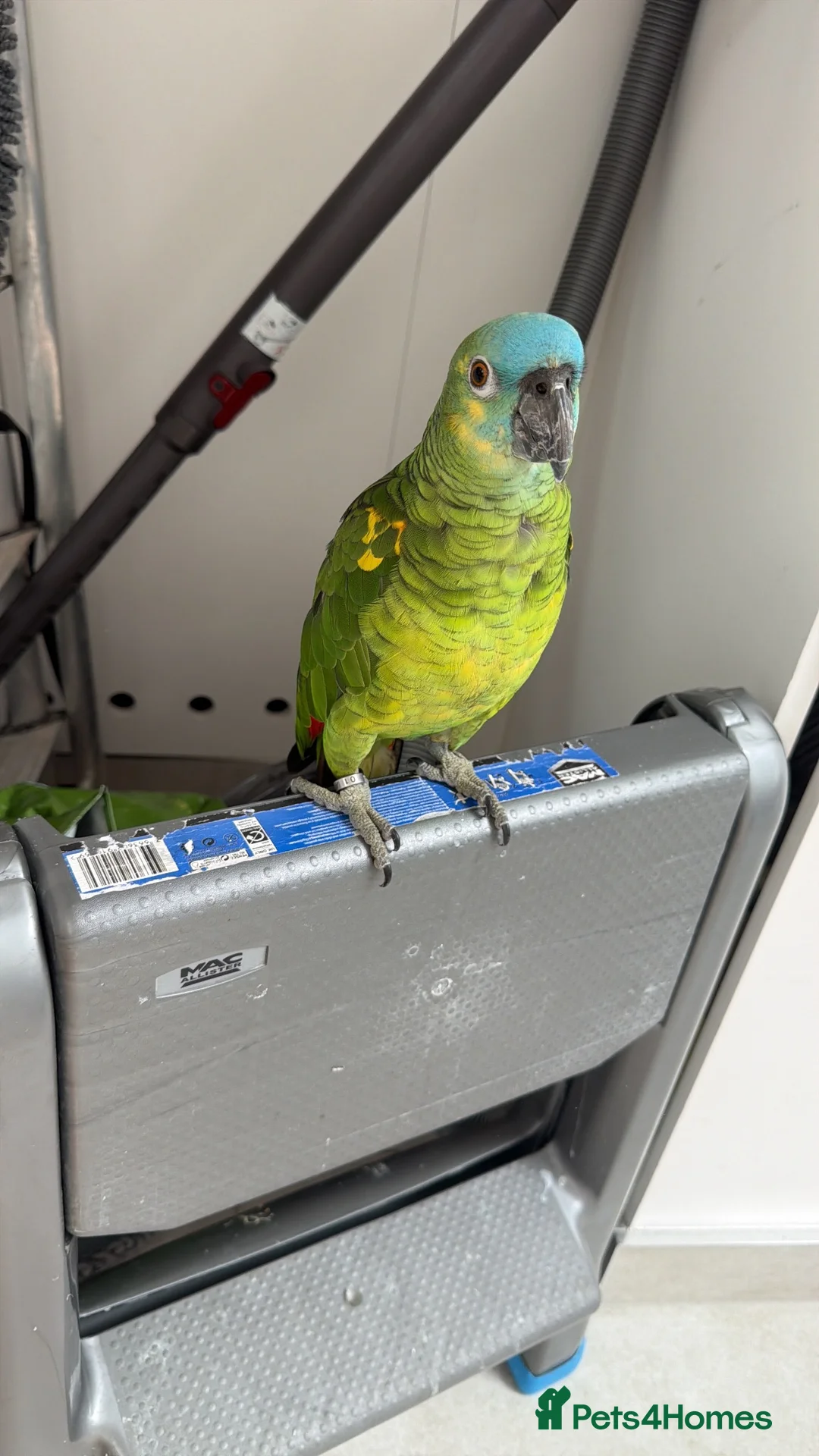Parrots birds for sale: Blue fronted Amazon  in Bushey - Advert 2