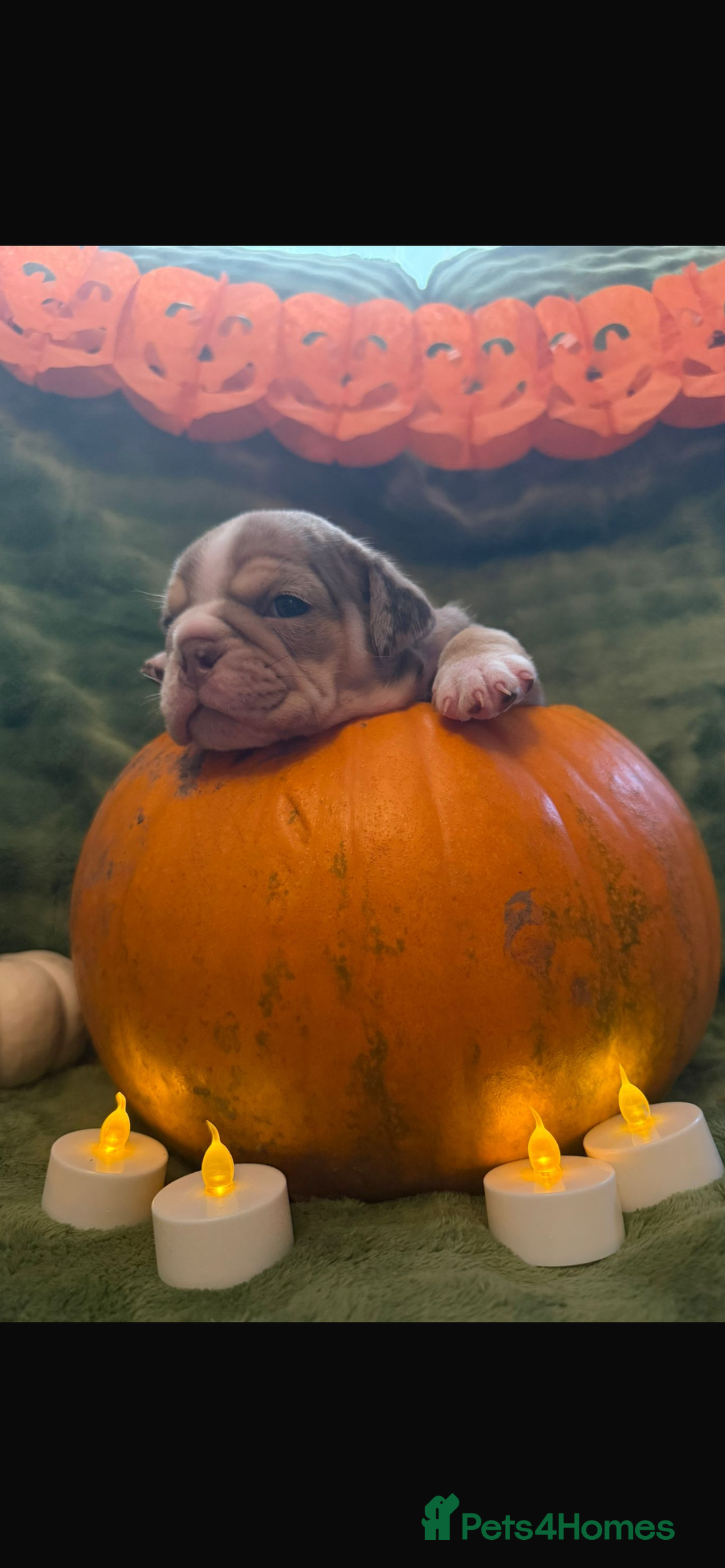 English Bulldog dogs for sale: Beautiful bulldog babies  - Image 6