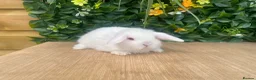 Mini Lop rabbits for sale: Mini lops Est since 2014  - Advert 10