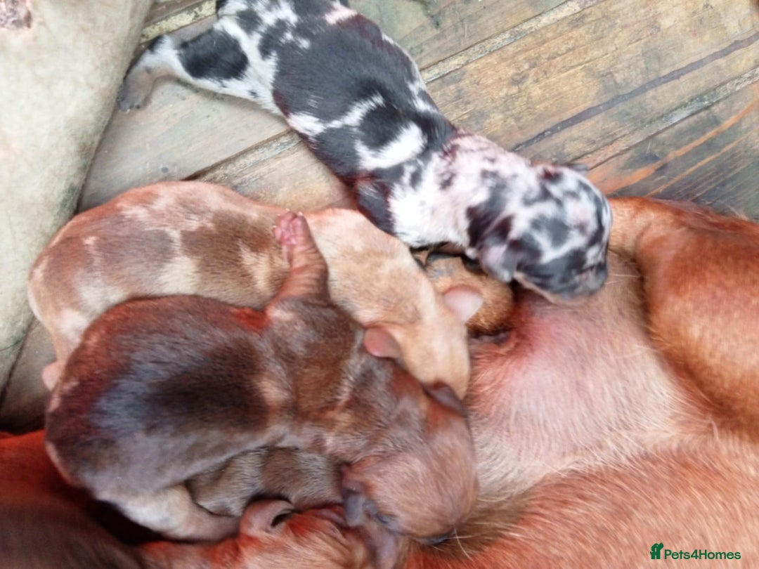 Miniature Dachshund dogs for sale: !!!Minature Dachshunds For Sale!!! - Advert 13