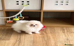 Pomeranian dogs for sale: Quality Pom puppies from Five Star Breeder  - Image 25