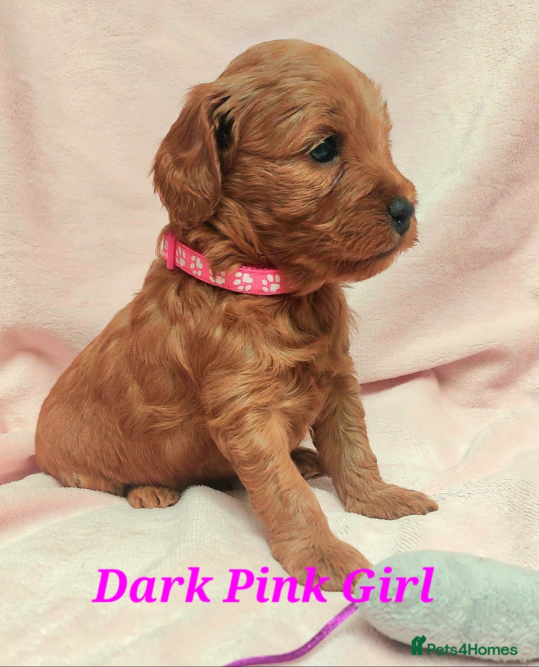 Cockapoo dogs for sale: Happy,healthy pups,F1b cockapoo,DNA tested parents - Advert 8