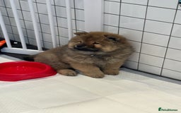 Chow Chow dogs for sale: Chow Puppies looking for new home - Image 8