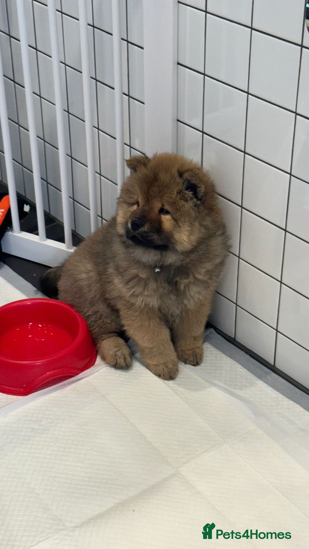 Chow Chow dogs for sale: Chow Puppies looking for new home - Image 8