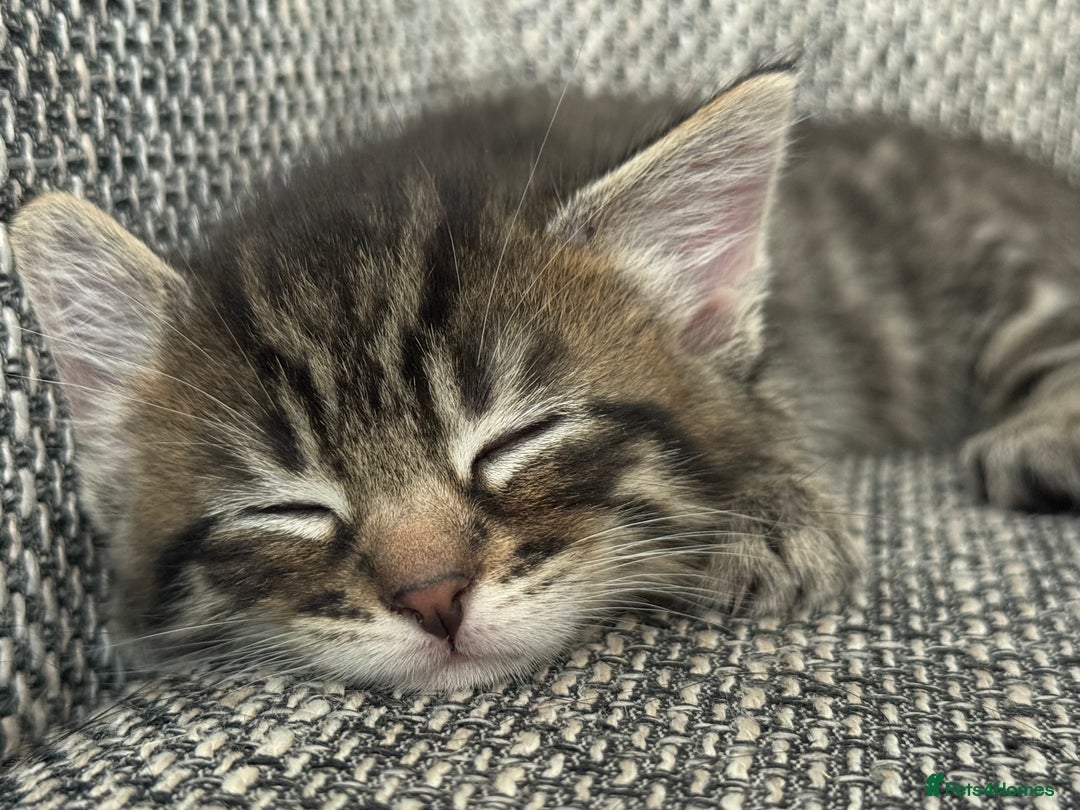 British Longhair cats for sale: Beautiful kittens by our stunning British longhair - Image 1