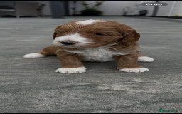 Australian Labradoodle dogs for sale: Pure Australian Labradoodle Puppies ready 30/09/25 - Image 23