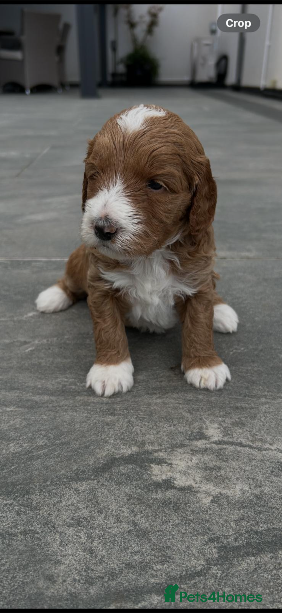 Australian Labradoodle dogs for sale: Pure Australian Labradoodle Puppies ready 30/09/25 - Image 23